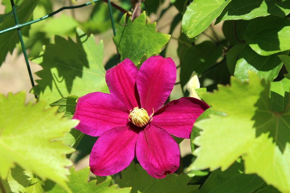 Aménager son jardin avec les plantes vivaces